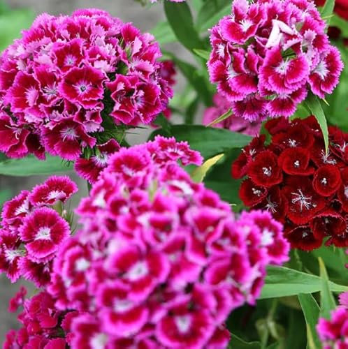 Semillas de Clavel Poeta Planta Dianthus Barbatus
