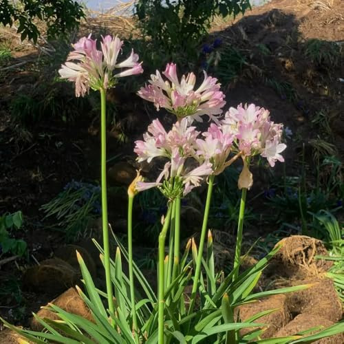 semillas de agapanto, sombra resistentes lirio africano Decoración jardín silvestres para exteriores. orgánicas para balcón 200pcs