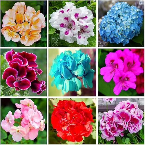 100+ Gemischte Geranien – 9 Farben, mehrjährig, ideal für Gärten & Balkone