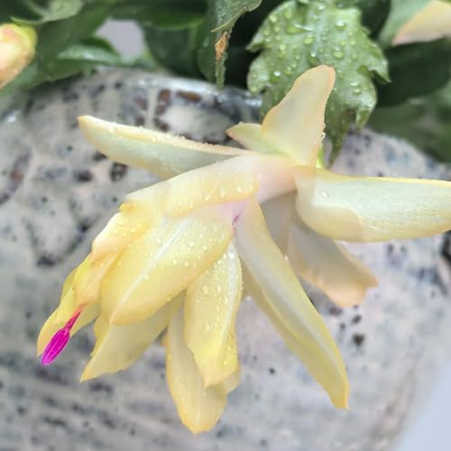 Cactus di Natale, da giardino ornamentali cactus di Natale decorazione autunnale con in vaso insoliti rampicanti biologiche, da interno mini 100semi