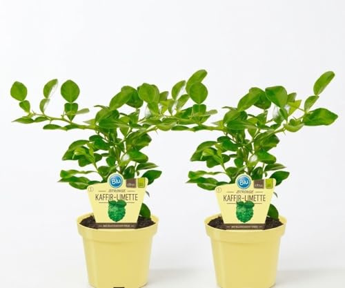 2 Piante di Citrus Hystrix pianta di combava su vaso cm 12 MODIPITRE