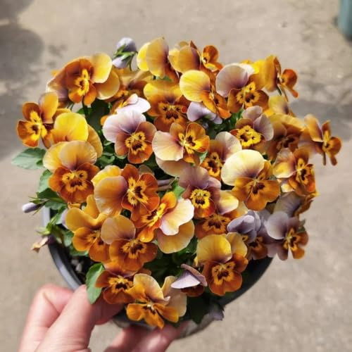 Stiefmütterchen - exotische kübelpflanzen für sonnige plätze blumenbeet 600samen