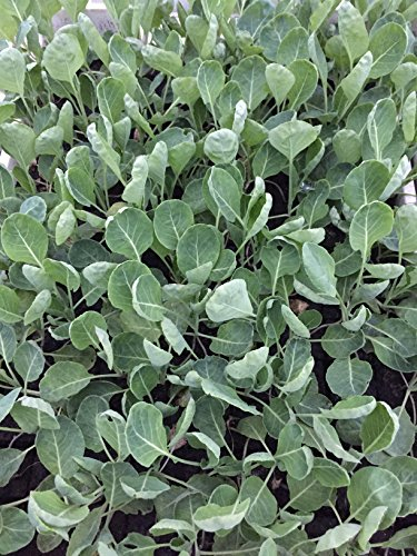 Rosenkohl Pflanzen, 10 Rosenkohlpflanzen, Jungpflanzen