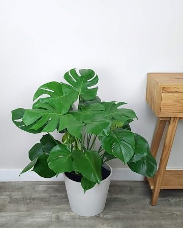 100pcs Fresh Monstera Plant Seeds