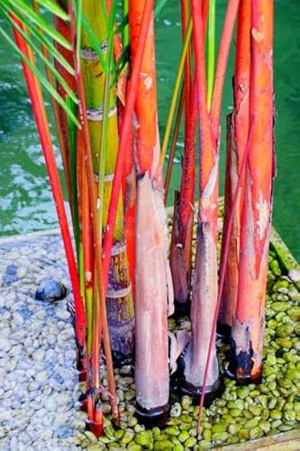 Lipstick Palm Tree Seeds, Tropical Indoor Outdoor Plant, Live Growing Kit, 3 Seeds