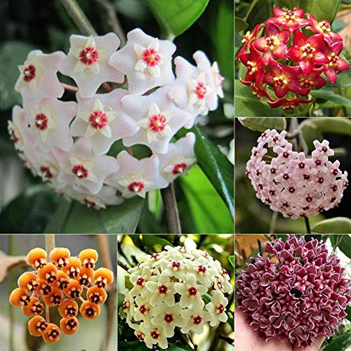 Grün: 100 Stück Mix Hoya Carnosa Semi di Semi di Piante in Vaso da Fiore Orchidea Fiore Giardino di casa