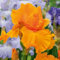 Iris bulbos/bulbos de iris/iris flores-Planta de jardín ideal para principiantes.-D-6 Bulbos