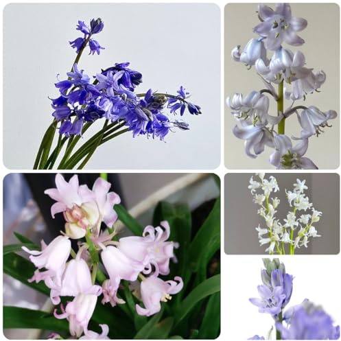 semillas de campanilla azul, para lugares soleados macizo con orgánicas cubierta perenne resistente de primavera, 500pcs
