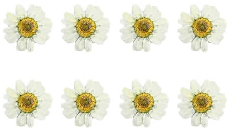 SOLUSTRE 12 Stück Getrocknete Gepresste Chrysantheme Blumen Weiße Selbstgemacht Handarbeitsmaterialien für Wohnaccessoires und Hochzeitsdekoration Natürliche Blumenexemplare