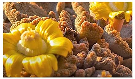 Stk - 10x Titanopsis calcarea Sukkulente Blüten gelb orange Samen B362 - Seeds & Plants Shop by Ipsa