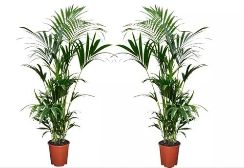 Duo de Kentia | Pack 2 Palmeras | Plantas Naturales para Decorar el Hogar | DECOALIVE | Palmeras de Interior