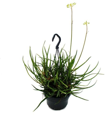 Spinnen-Aloe Aloe bakeri hängende Pflanze 14cm Ampeltopf