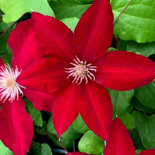85 Stück rote Clematis-Blumensamen