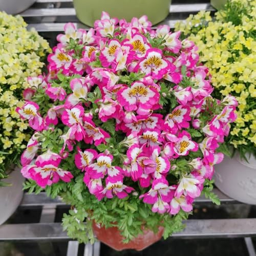 Semillas de orquídeas del agricultor - de jardín de rocas resistentes Schizanthus pinnatus - Variedades antiguas de semillas para exterior resistentes al invierno 50pcs