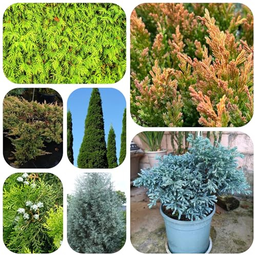 semi resistenti di cipresso - appartamento esotiche da giardino e decorative 500pcs