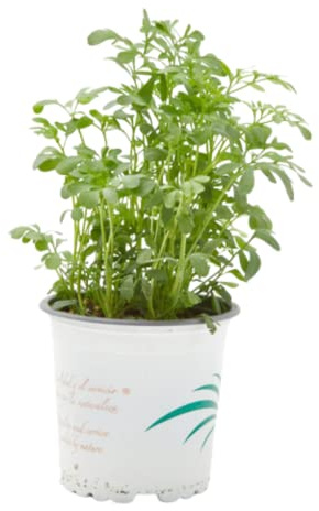 Verdecora Ruda Culinaria Planta Natural Viva Exterior Maceta Ø11cm | Arbusto aromático, Hierba para infusiones, Especial para cocina