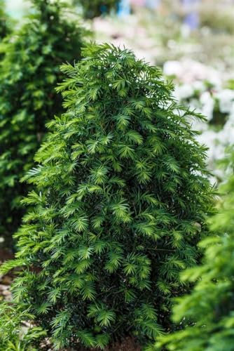 Taxus baccata 'Höpken's Gigant' 70-80 cm - Eibe, immergrün, ideal für Hecken, schnittverträglich, winterhart, pflegeleicht