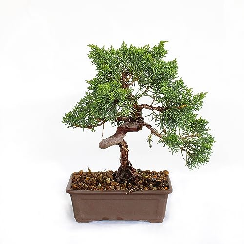 KENTIS - Bonsai Juniperus Chinensis Ito-Igawa - Bonsai Vero Ginepro Stile Giapponese - Piante Vere Da Esterno - H 25-30 cm Vaso Ø 15,5 cm
