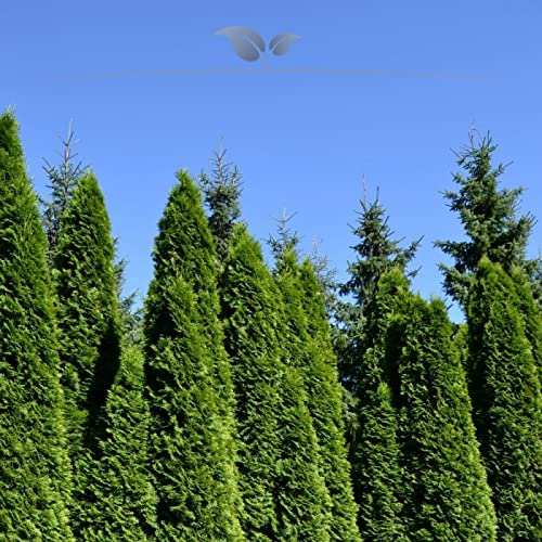 Gardline - Lebensbaum Smaragd 180-200 cm IM TOPF.3-150 Koniferen. Sichtschutz Thuja Hecke - 52 St. (ca. 23 Meter)