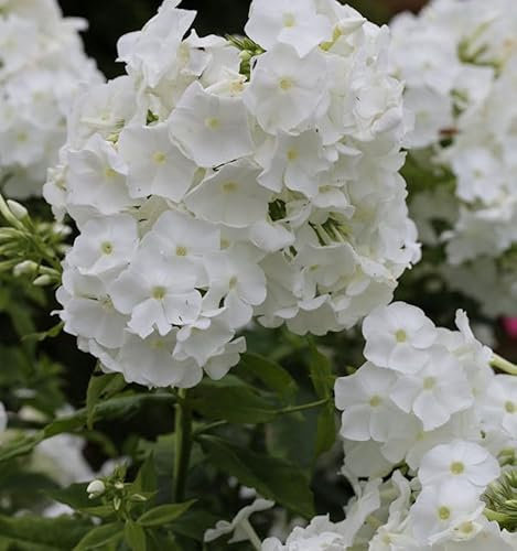Hohe Flammenblume Danielle - Phlox paniculata