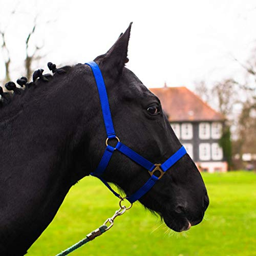 Halter for Horse Warmblood, Thoroughbred, Coldblood - Stable Halter with 2 Adjustable Chin Strap and Headpiece, Safe & Tear-Resistant (Royal Blue, Thoroughbred (Cob))