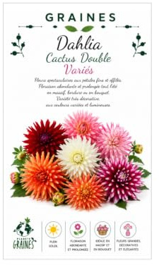 120 graines DAHLIA cactus double MIX - PLANTE VIGOUREUSE