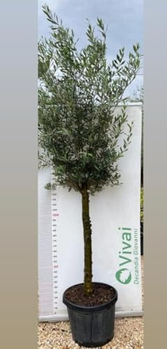 Arbre D'Olivier 'ol EA Europaea Ornamentale' Dans Vase 50