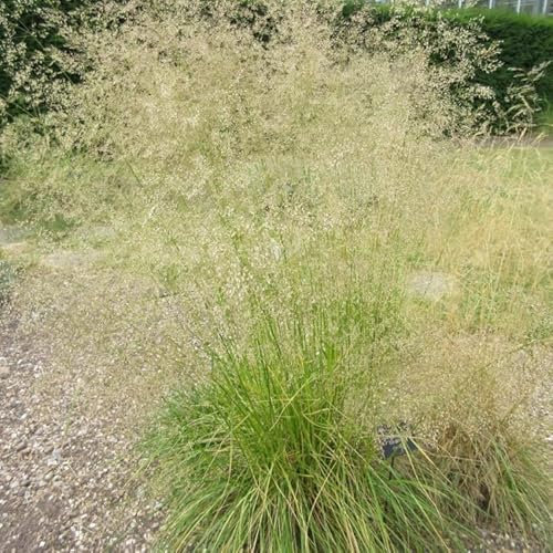 Tufted Hair Grass Ornamental Plug Plants Deschampsia Cespitosa in Peat Free Compost (Set of6)