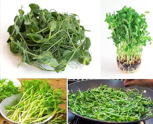 Organic Pea Seeds for Shoots and Sprouts 100+ Microgreens