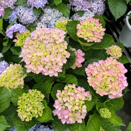 semillas de hortensia resistentes - interior exóticas jardín decoración perennes 10pcs