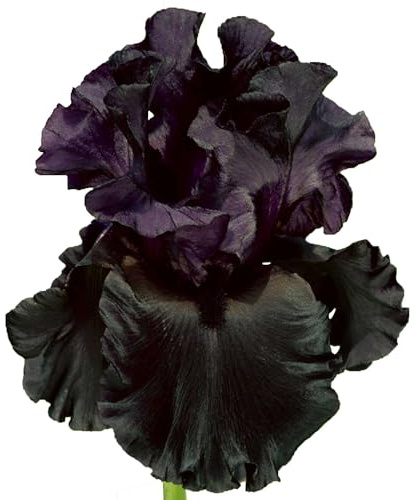 Stargazer Perennials All Night Long Bearded Iris Live Plant - Fragrant Black Purple Flowers, Hardy Perennial Zones 3-10, Potted