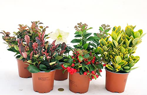POWERS TO FLOWERS - MISTO PIANTE INVERNALI. LEUCOTHOE, PHOTINIA LITTLE RED ROBIN, GAULTHERIA, VIBURNUM, EUOMINUS, HELLEBORUS. 4 PIANTE, VASO 12CM DIAMETRO, piante vere