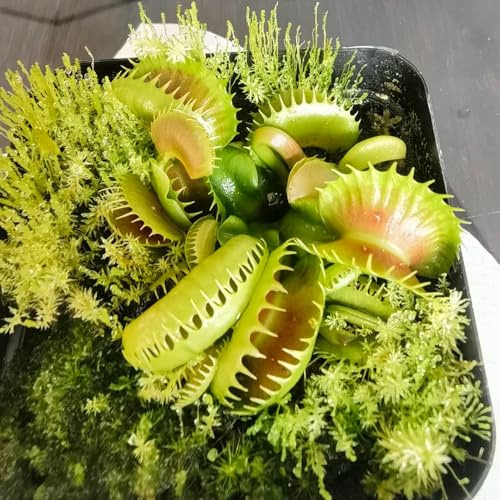 semi di Venere acchiappamosche - resistenti biologici esotiche balcone soggiorno decorativo 10pcs