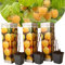 Plant in a Box - Rubus idaeus 'Fallgold' - Amarillo - Set de 3 - Maceta 9cm - Altura 25-40cm