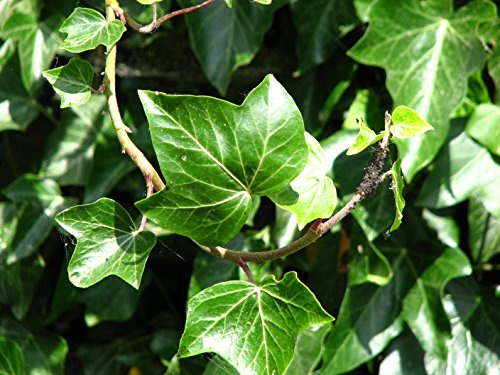 Gemeiner Efeu - Hedera helix - Kletterpflanze Bodendecker - 15-25cm Topf Ø 11cm (10) | 10 Pflanzen, immergruen, winterhart, pflegeleicht, halbschattig bis schattig, ideal als Bodendecker und Kletterpflanze