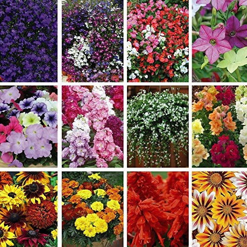 Nurseryman's Choice Annual Plugs Plants Summer Bedding 72 x Plugs by Thompson and Morgan (72)