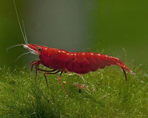 Einsteigergarnelen Neocaridina davidi - lebend Zwerggarnelen für das Aquarium - 5er Pack, Farbe [Garnelen]:rot
