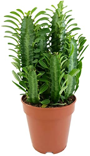Fangblatt Euphorbia trigona Green - grüne dreikantige Wolfsmilch pflegeleichte Sukkulente ca. 30 cm hoch Zimmerpflanze