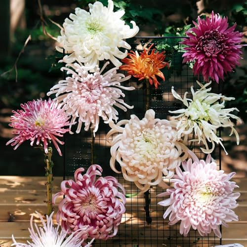 Semi resistenti di crisantemo - esotiche balcone serra Decorazione giardino roccioso 800pcs