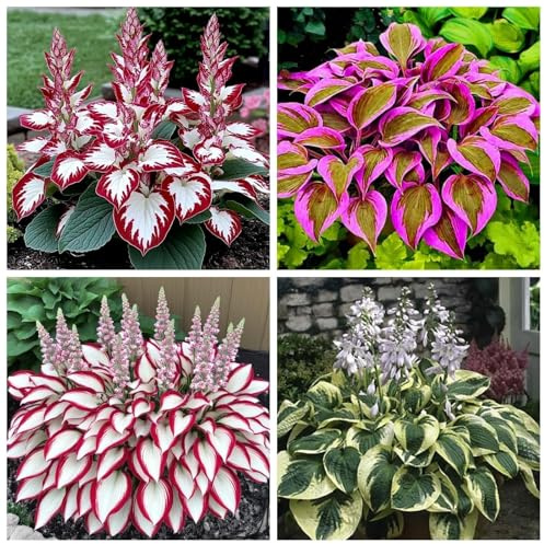 Hervorragende Funkien-Hosta, Überraschend wachsend, Winterhart Mehrjährig, Geeignet für Frühling und Herbst, Kein Gießen Erforderlich-6 Wurzel-i