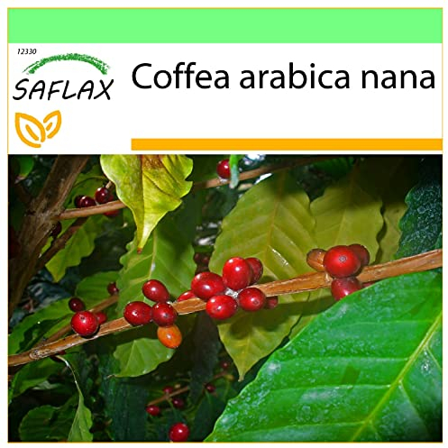 SAFLAX - Pianta di caffè - 8 semi - Coffea arabica nana