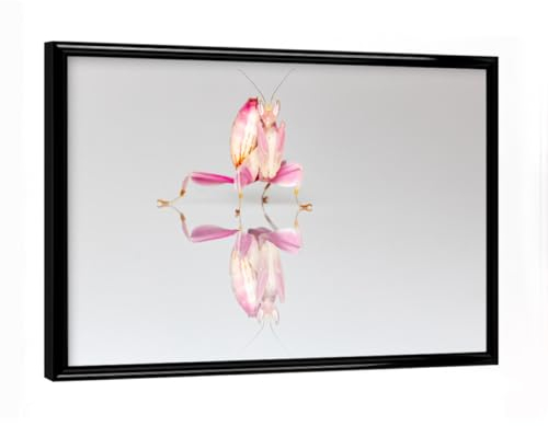 artboxONE Poster mit schwarzem Rahmen 18x13 cm Tiere Die Orchideen Gottesanbeterin - Bild gottesanbeterin