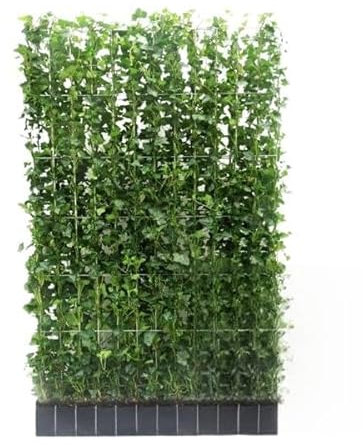 Hedera Hibernica – Efeu Fertighecke – Höhe ca. 150cm – Dichte Sichtschutzhecke – Sofortiger Sichtschutz für Garten & Terrasse