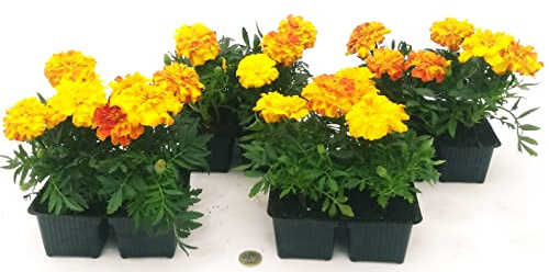 POWERS TO FLOWERS - TAGETE ARANCIO BICOLORE, GAROFANO D'INDIA, 16 PIANTE, piante vere