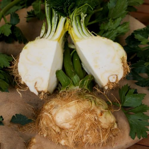semi di sedano rapa biologici, esterno rare giardino sul balcone giardino di balcone serra d'appartamento per aiuole rialzate 150pcs
