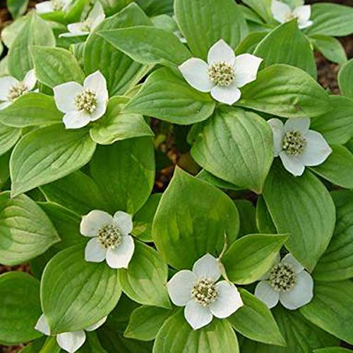 Cornus Alba 'Sibirica'- Cornouiller blanc 'Sibirica' 60-80 cm en conteneur