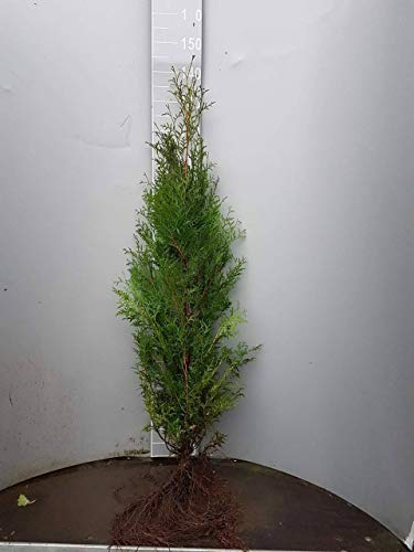 10st. Thuja Brabant 70-100 cm frisch vom Feld Gartenhecke Heckenpflanzen Immergrüner Lebensbaum Wurzelware