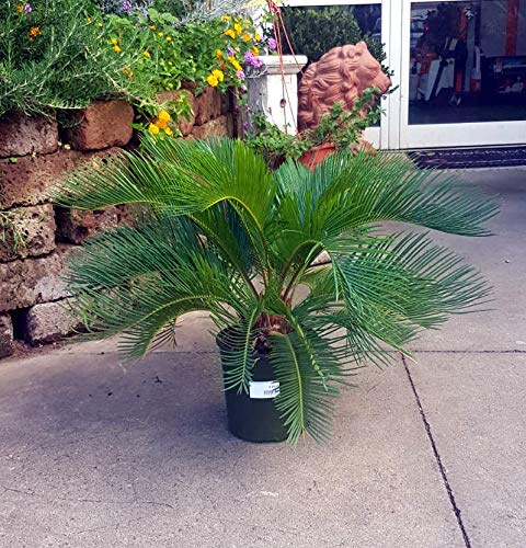 CYCAS REVOLUTA, PALMA CICAS, PIANTA GIARDINO ALTEZZA CM. 50 VASO DIAMETRO CM.18