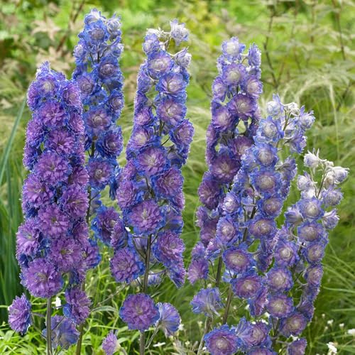 Delphinium Highlander Azul en Maceta de 11cm – Perenne Resistente de Espigas Altas para Jardín Rústico. Ideal para el Fondo de Arriates. ¡Aporta Color y Elegancia Duradera a tu Jardín!