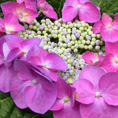 Hydrangea macrophylla 'Teller Pink' 15cm Pot Size
